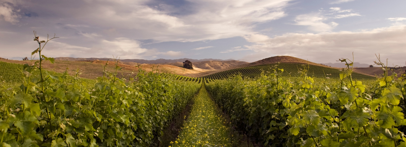 Greywacke vineyard